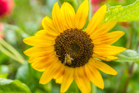 vibrant colourful sunflower with busy bee growing in lush garden background