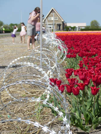 Lisse, the Netherlands - April 24 2019: fields of spring tulip flowers glowing in warm sunshine fenced off by razor wire and warning no trespass signのeditorial素材