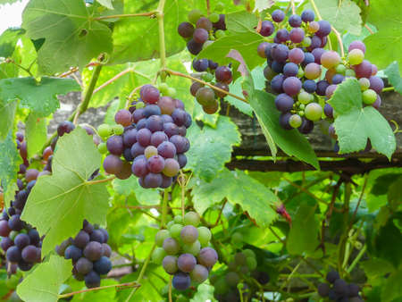 colorful, red and green grapes growing on vibrant green grapevine, food background