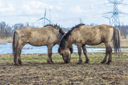 Konik horses Oostvaardersplassen, the netherlandsの写真素材
