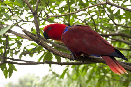 a curious Red head Lory standing on a tree branch.の写真素材