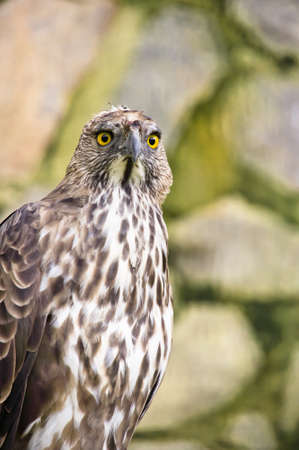 Close up of a Crested/Changeable Hawk eagle の写真素材