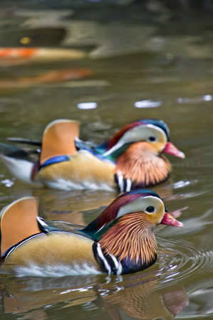 A pair of mandarin ducks swimming in the pondの写真素材
