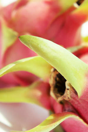 Close up of Dragon Fruit                 の写真素材