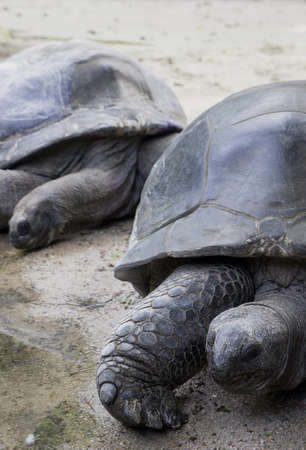 two Aldabra giant tortoise resting under the sun.の写真素材