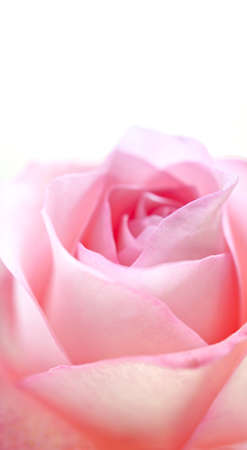 Side view close up of a pink roseの写真素材