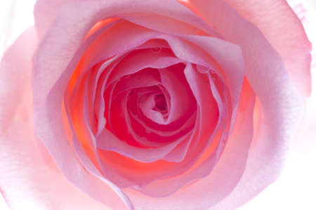 Close up direct frontal shot of a illuminate pink rose.の写真素材