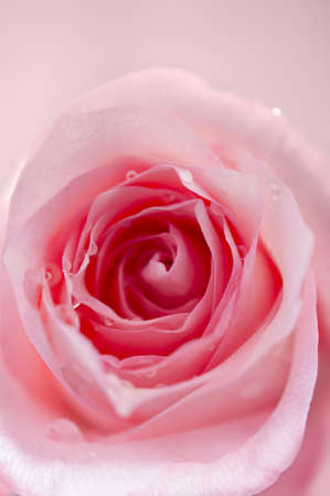 Close up of a pink rose with pink backgroundの写真素材