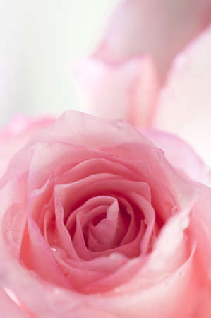 Close up of two pink roses with white backgroundの写真素材