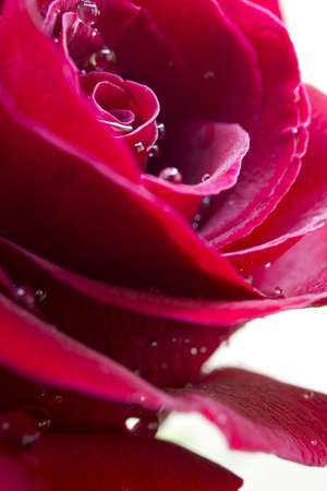 low angle close up of a Red rose with waterdropletsの写真素材