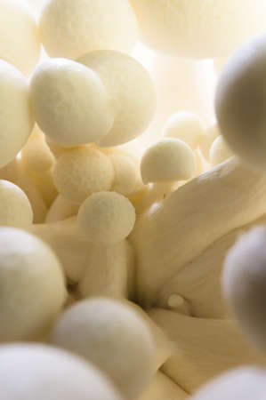 A close up of clump of White beech Mushroom (White Shimeji) Hypsizygus Marmoreus on whiteの写真素材