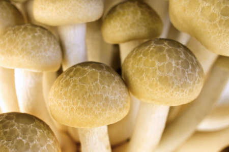 Extreme close up of a clump of Brown Beech Mushroom (Brown Shimeji) Hypsizygus Marmoreus.