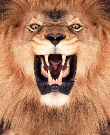 Direct frontal shot of a Lion roaring 