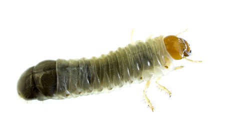 Side view of a June Bug larvae with isolated background