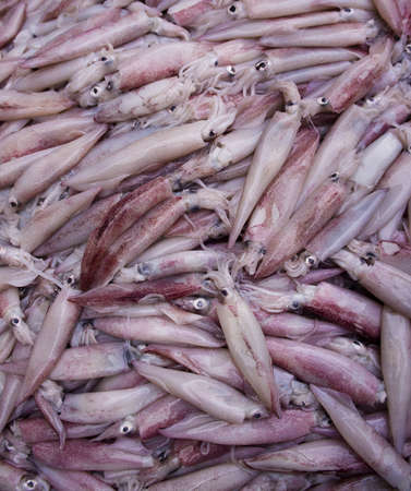 Fresh squid in the market