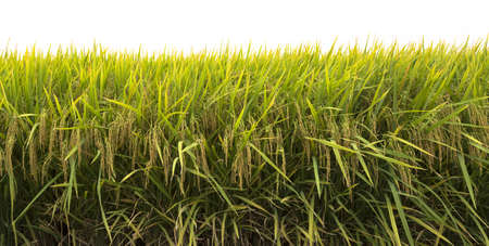 Paddy Riceの写真素材