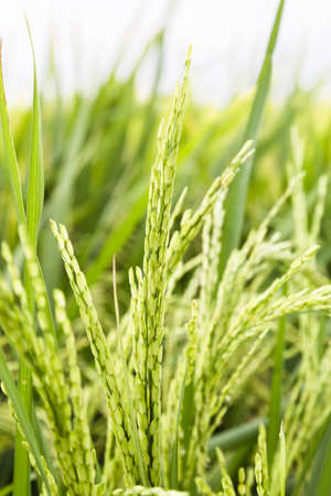 Paddy riceの写真素材
