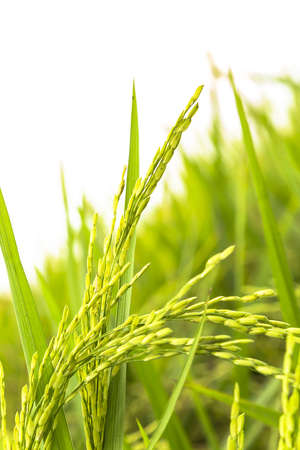 Paddy Riceの写真素材
