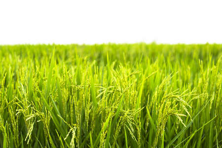 Paddy fieldの写真素材