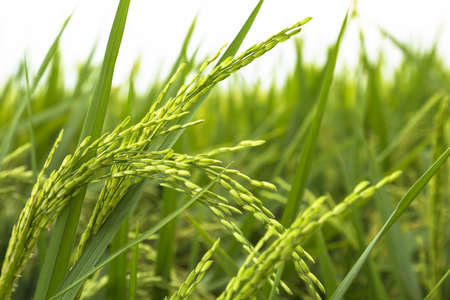 Close up of yellow paddy rice field の写真素材