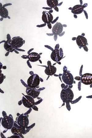 A group of baby sea turtles in sanctuary.の写真素材