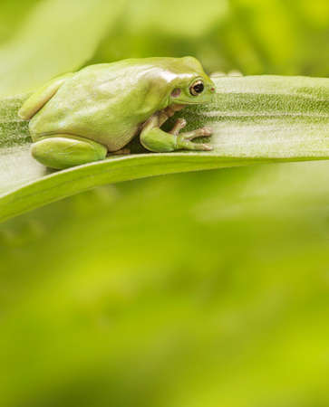 Australian Green Tree Frog on a leaf with copyspace.の写真素材