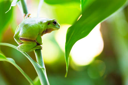 Australian Green Tree Frog on a leaf.の写真素材