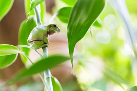 Australian Green Tree Frog on a Plant.