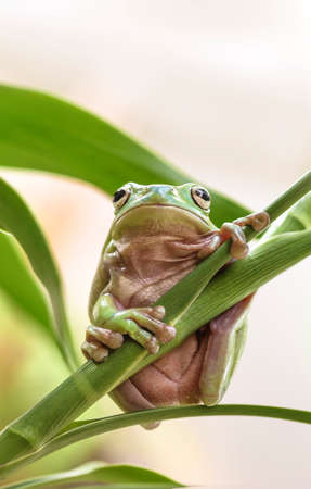 Australian Green Tree Frog on a leaf.
