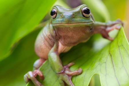 Australian Green Tree Frog on a leaf.の写真素材