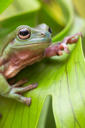 Australian Green Tree Frog on a leaf.の写真素材