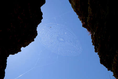 Spider wove a web and hunt for insectsの写真素材