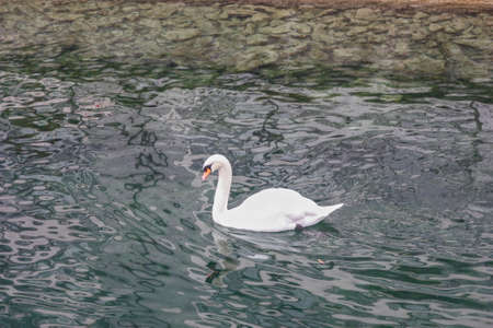 swan on blue lake water in sunny day, swans on pond, nature seriesの写真素材
