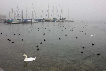 Lonely white swan and much black ducks floating in the cold lake