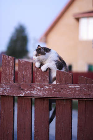 The cat dug her claws into the fence and strained. Looks stupid and is trying to climb up.の写真素材