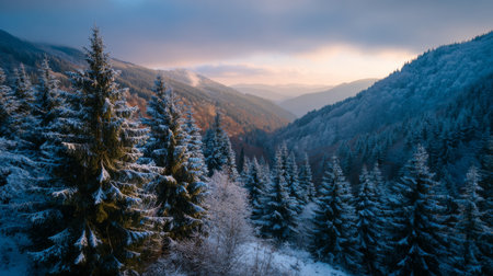 Breathtaking winter scenery with snow-dusted evergreen fir trees on mountain slopes overlooking misty valley at golden sunset with soft blue and orange sky, peaceful atmosphere.の素材