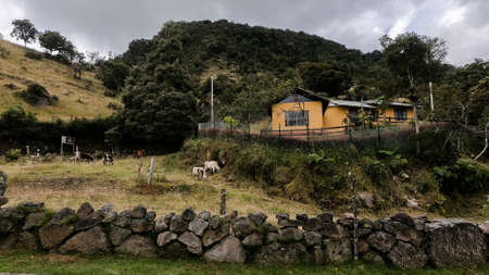 Yellow house on a farm in the mountains, with stone wall, a cow and grassの写真素材
