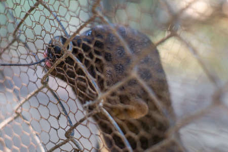 Animal Mink In zoo cage wanting to leave, animal abuseの写真素材