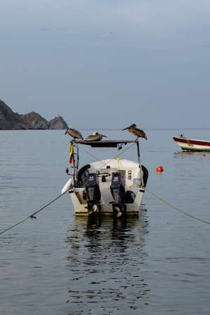 White fishing boat in sea with birds on the roofの写真素材