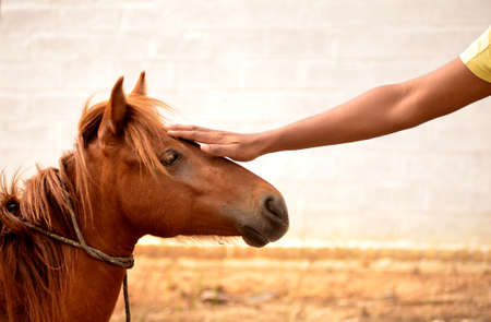 Horse