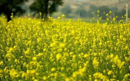 Mustard fieldの写真素材