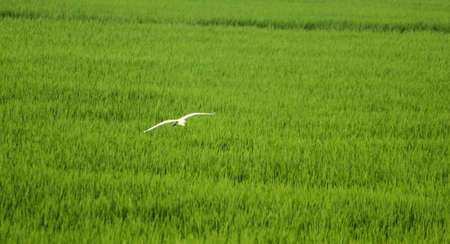 Crane flighing on the feildの写真素材