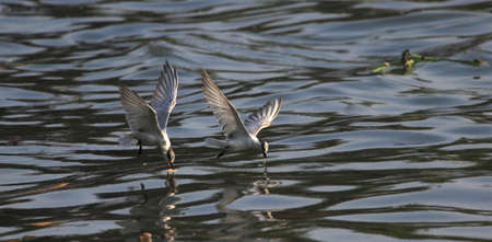 birds flying