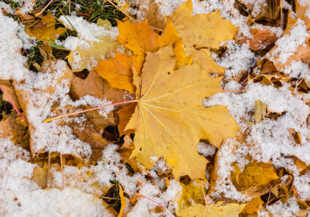 yellow maple leafs covered with snowの写真素材