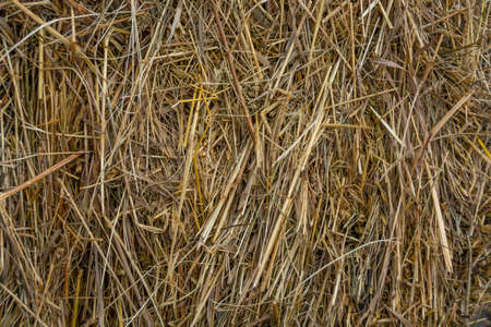 Yellow dry hay closeupの写真素材