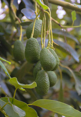 Bunch of seven fresh avocados ripening on an avocado tree branch.の写真素材