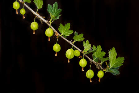 branch with gooseberry berries on a black backgroundの写真素材