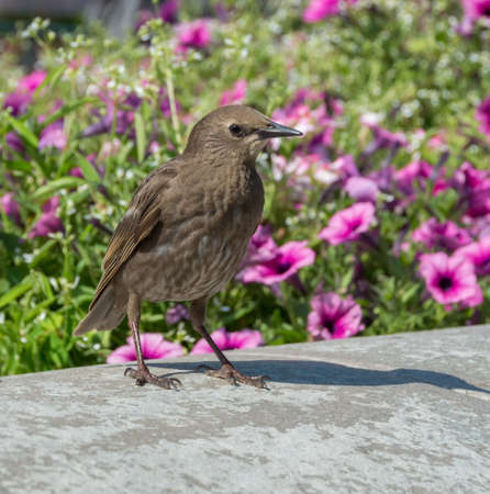 Female common starling Sturnus vulgaris walking in garden, pink flowers background. Selective focus
