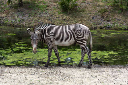 Single zebra Equus quagga at the waterholeの写真素材