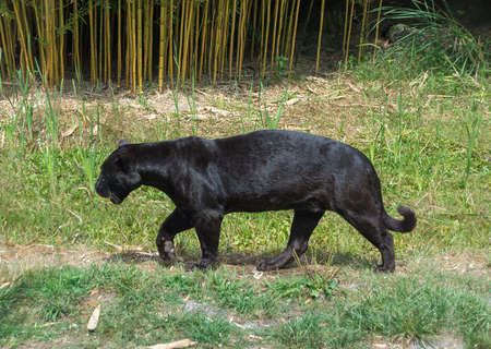 Black panther on the lawn